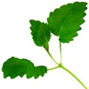 Lemon Balm