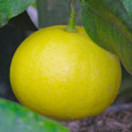 Bergamot Bergamot