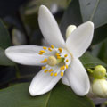 Orange Blossom Orange Blossom