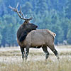 Elk