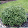 Spruce