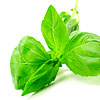 Basil Basil