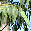 Eucalyptus Eucalyptus