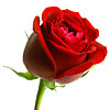 Rose Rose