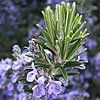 Rosemary Rosemary