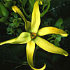 Ylang-Ylang