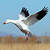 Snow Goose