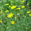 Camomile Camomile