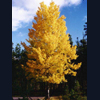 Quaking Aspen